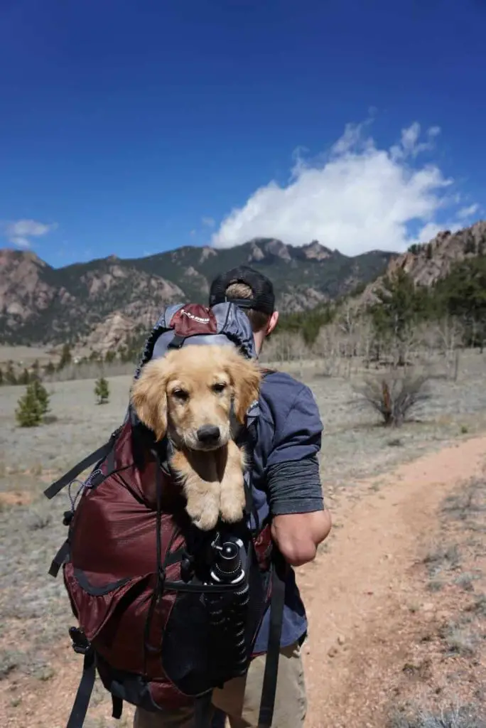 The 5 Best Dog Carrier Backpacks Golden Retriever puppy in backpack on hike