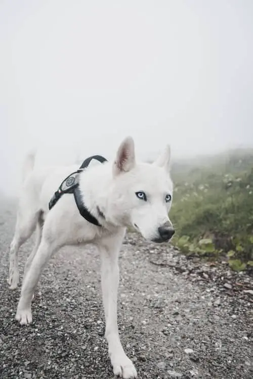 Best Dog Harnesses for Hiking white blue eyed dog wearing harness while hiking