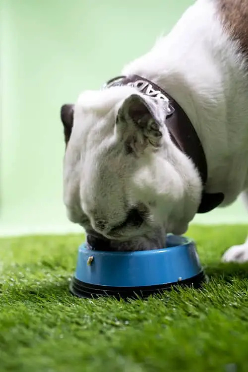 Best Slow Feed Dog Bowls Bulldog scarfing down food from a non slow feed dog bowl