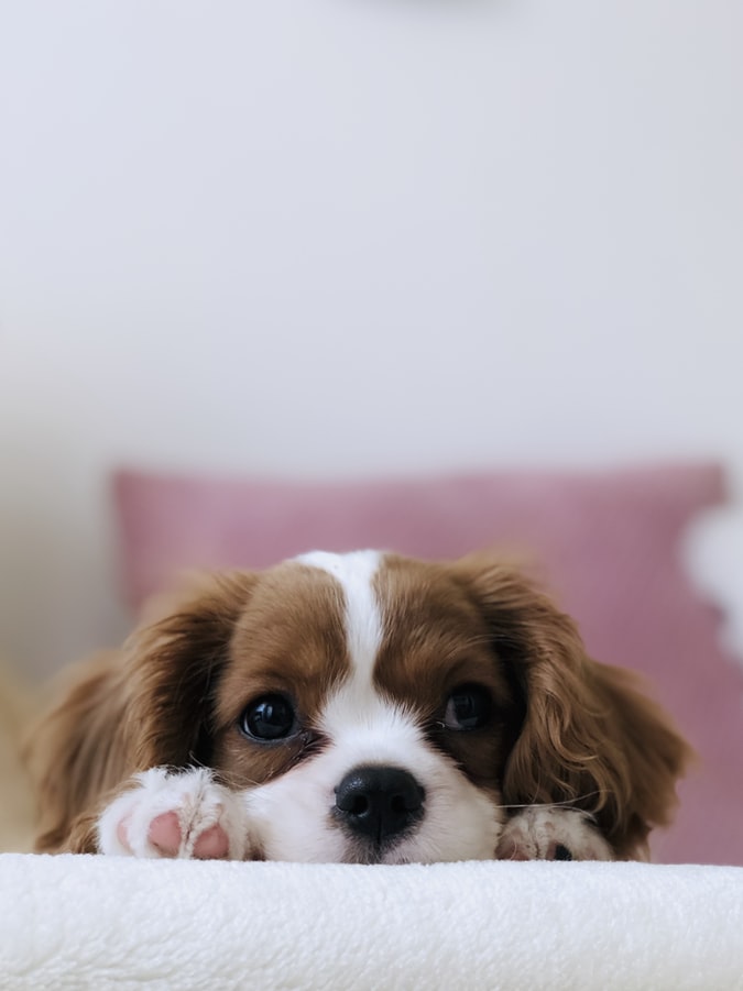 King Charles puppy getting ready to fall asleep