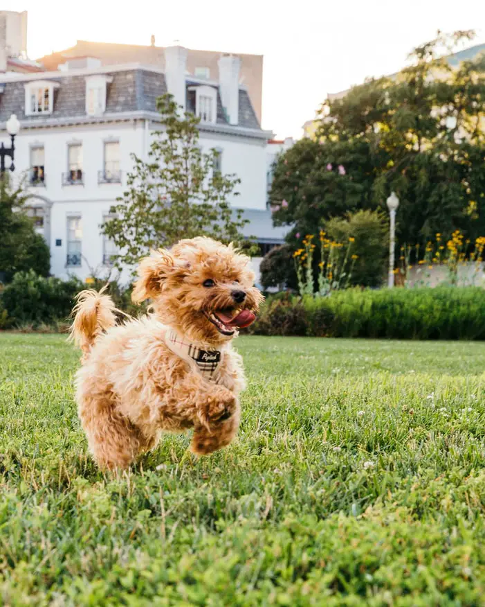 Poodle puppy running in park