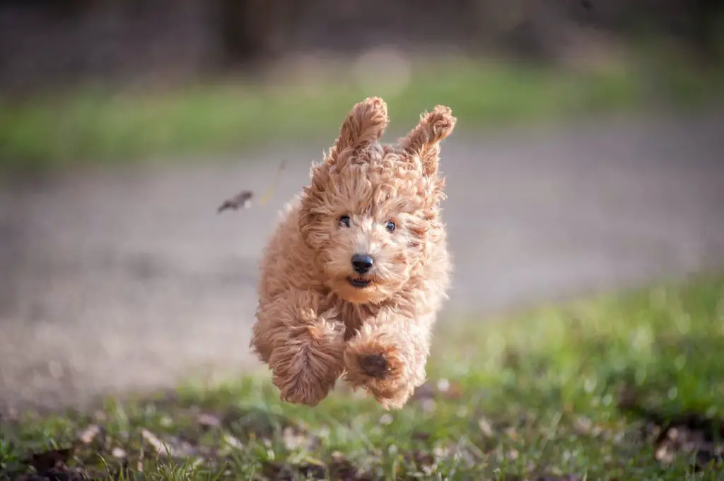 Ultimate Guide On How To Take Care Of A Puppy Labradoodle puppy running with ears flying around