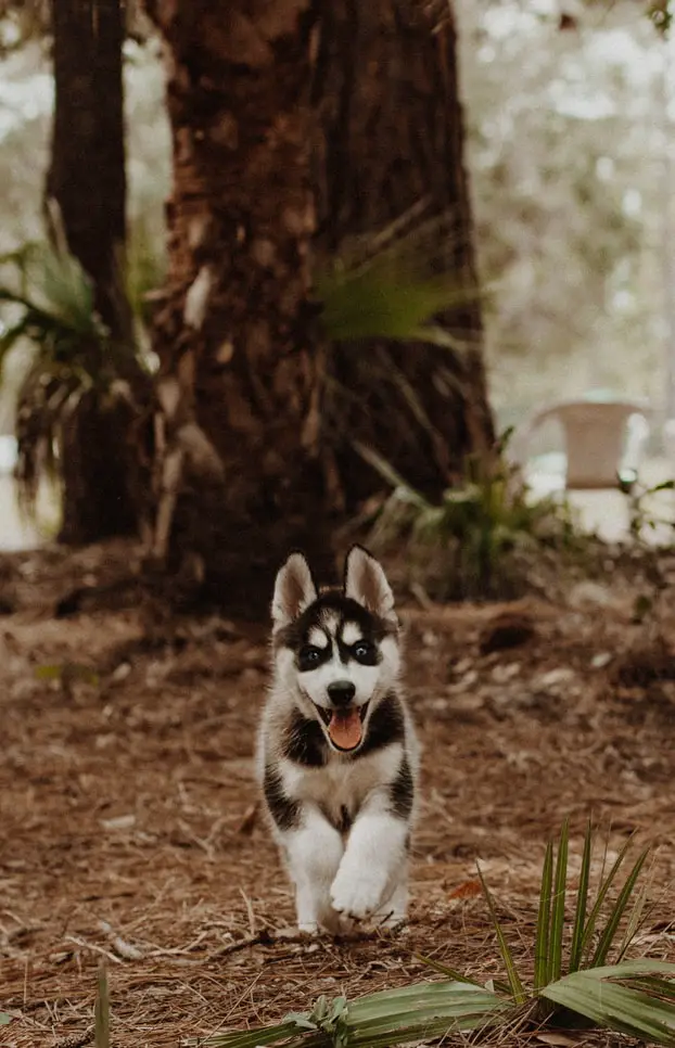 Siberian husky puppy running in woods