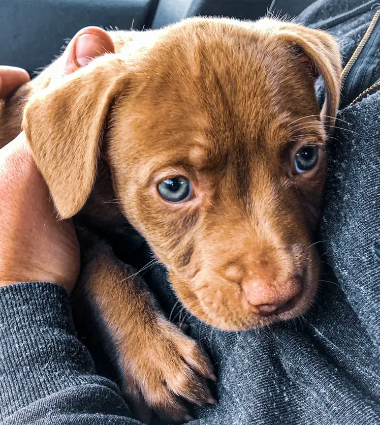 Ultimate Guide On How To Take Care Of A Puppy tiny brown puppy with blue eyes snuggling with owner