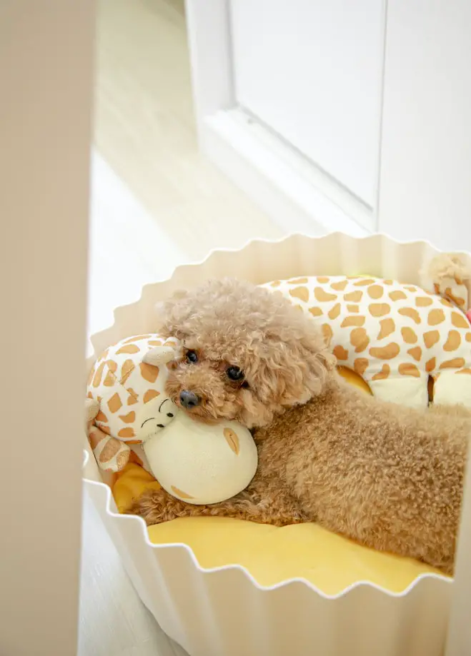 Miniature Poodle puppy snuggled in dog bed