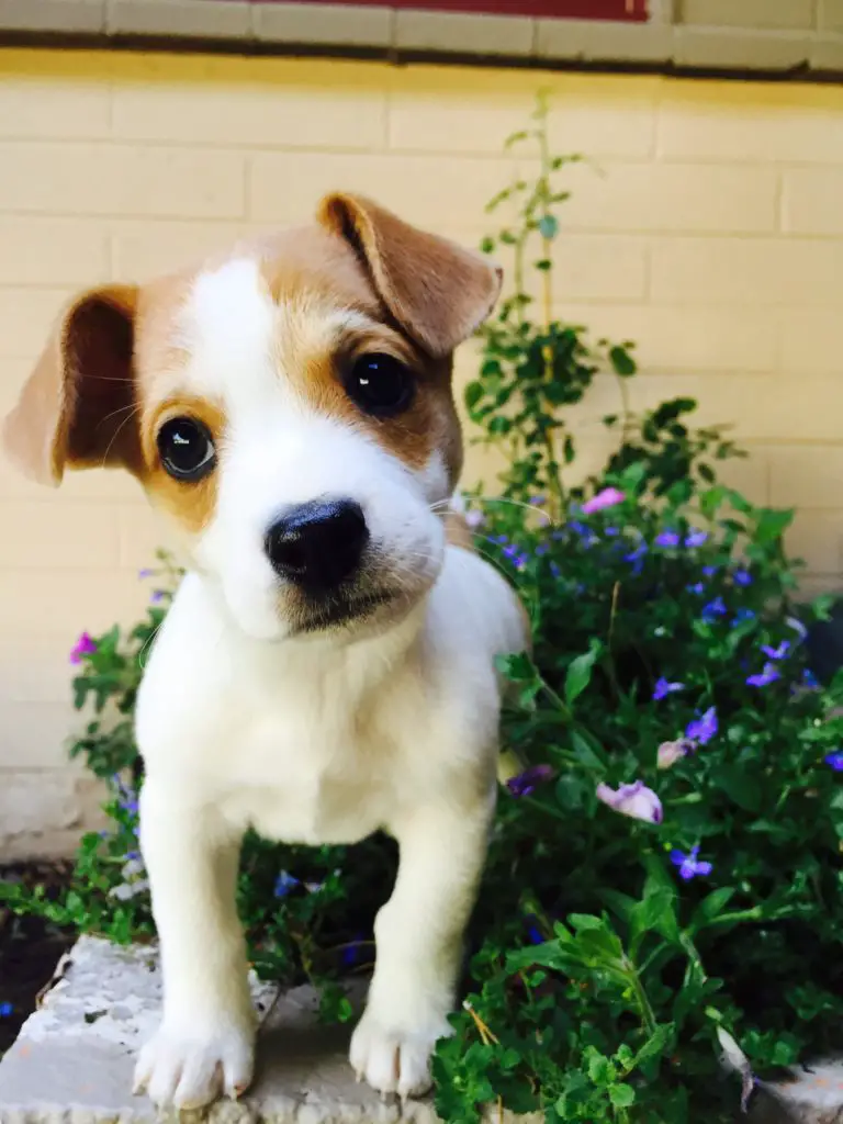 Ultimate Guide On How To Take Care Of A Puppy Jack Russell Terrier puppy standing in a plant with flowers
