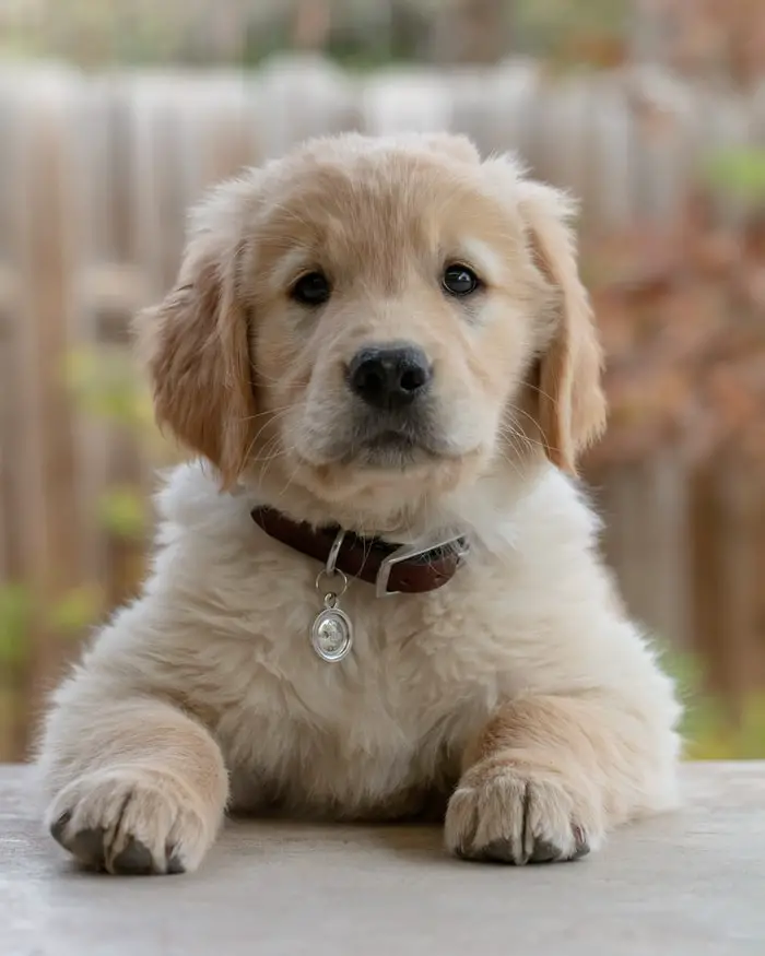 Golden Retriever puppy with brown leather collar and silver dog tag