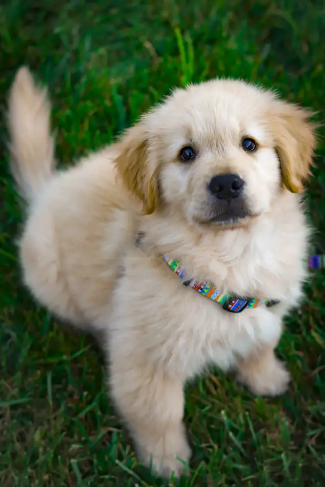 Golden Retriever puppy with colorful collar