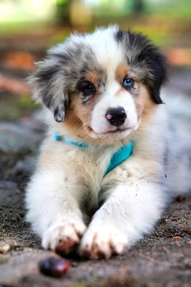 Ultimate Guide On How To Take Care Of A Puppy Australian Shepard puppy with one blue eye and one brown eye