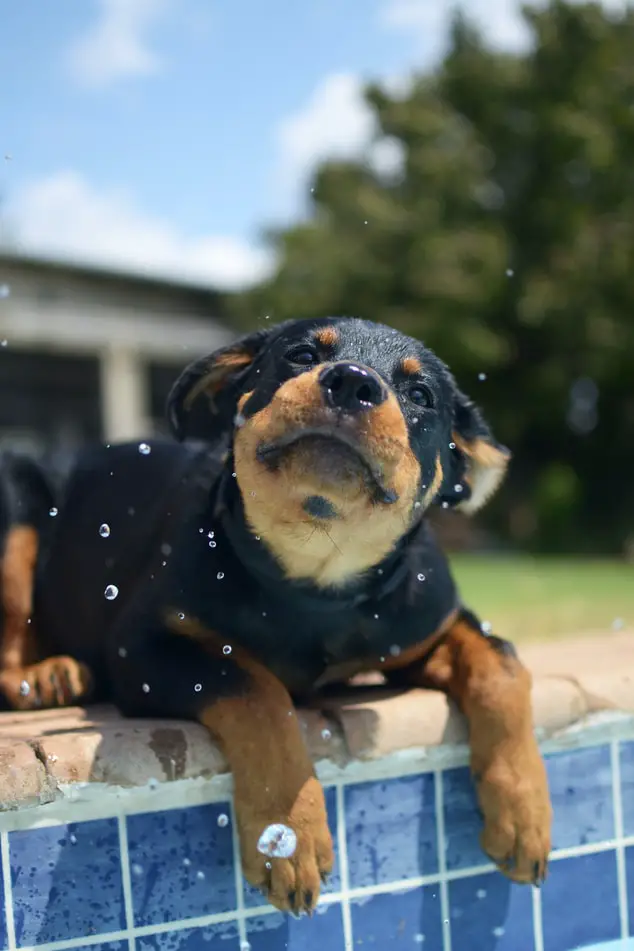 Ultimate Guide On How To Take Care Of A Puppy Rottweiler puppy hanging over edge of pool ready to jump in