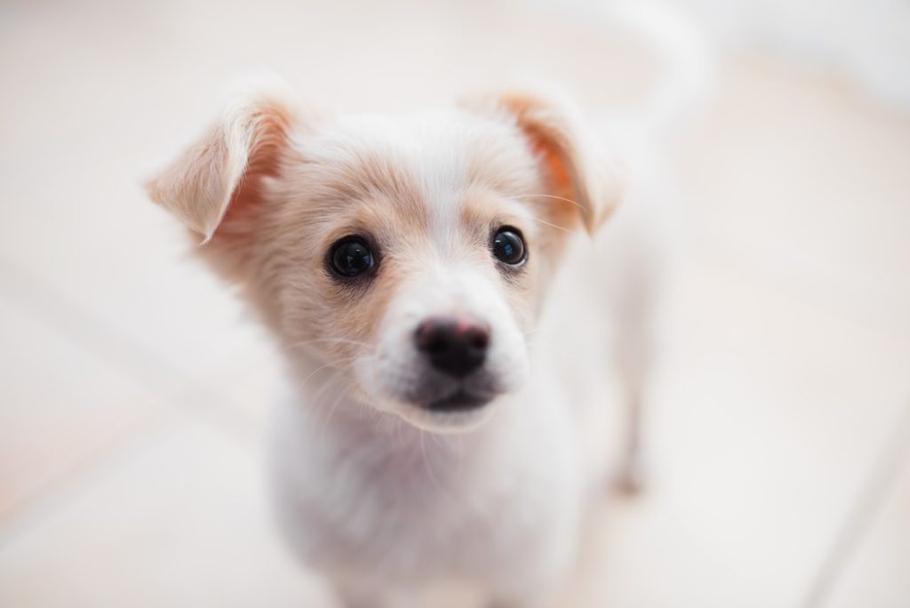 Ultimate Guide On How To Take Care Of A Puppy beige and white puppy with floppy ears