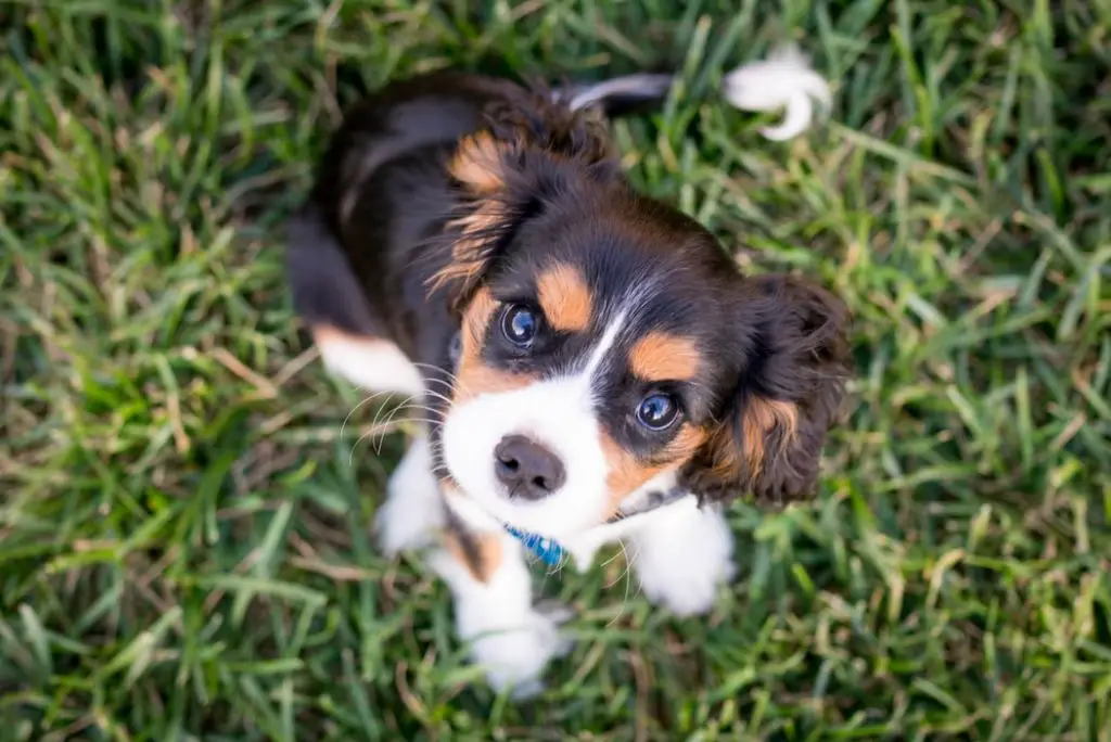 King Charles puppy looking up at camera