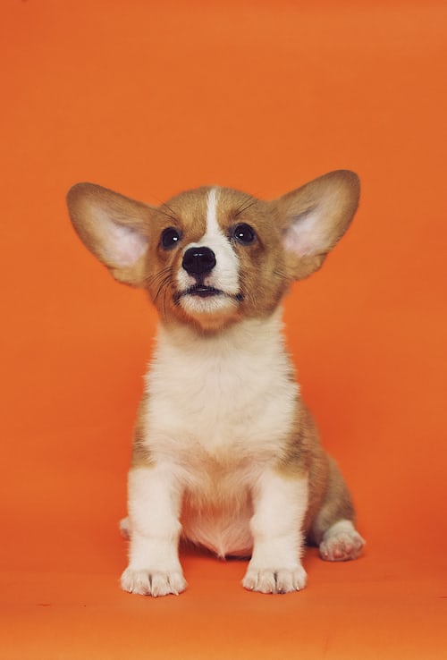 Ultimate Guide On How To Take Care Of A Puppy Corgi puppy with orange backdrop