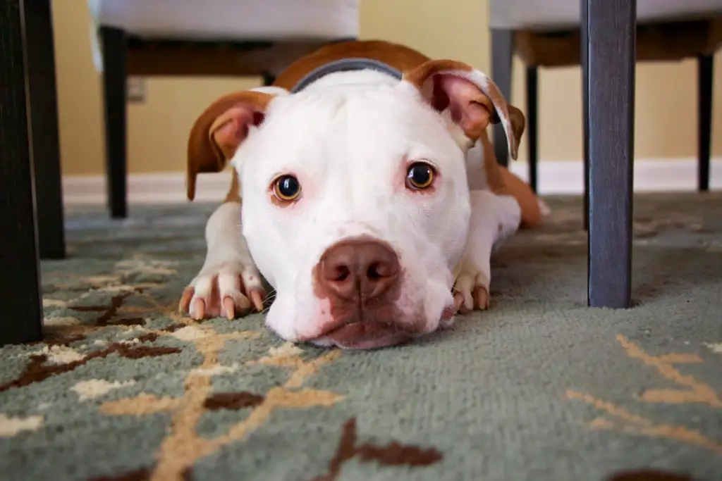 Pit bull lying on rug under table looking guilty