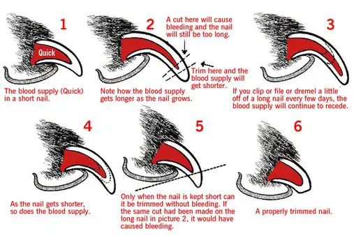How To Clip A Dogs Nails Anatomy of a dog's nails