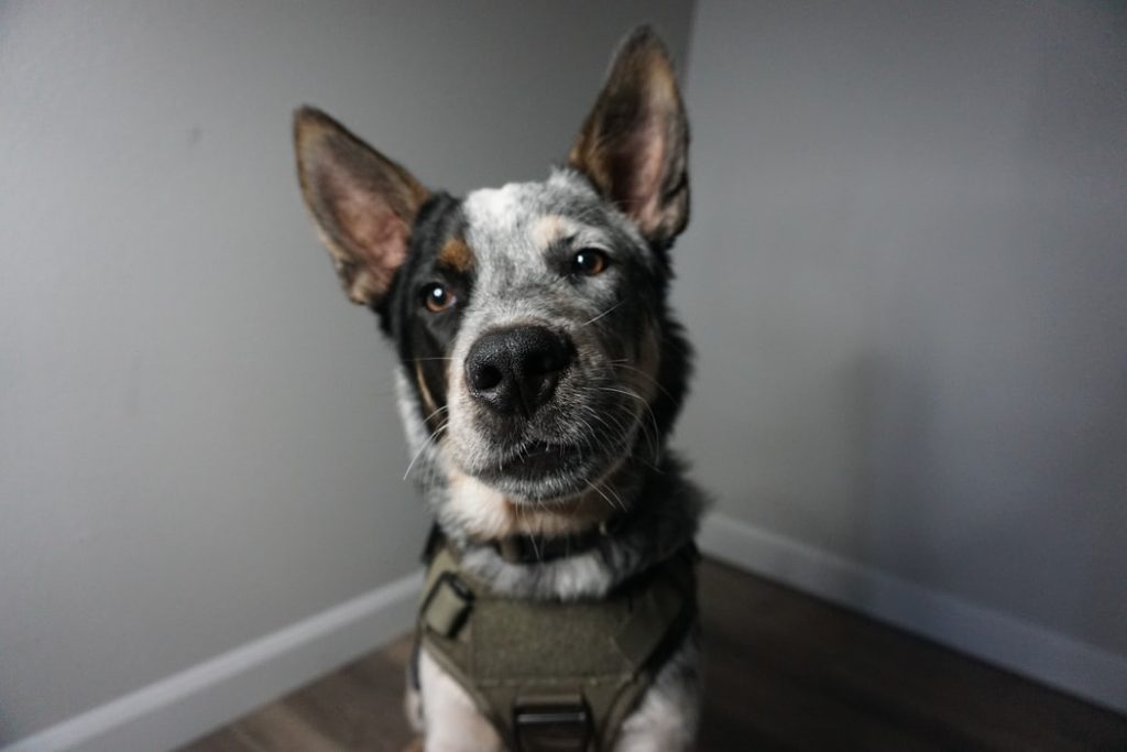 Best Tactical Dog Harnesses multi colored dog wearing harness looking at camera