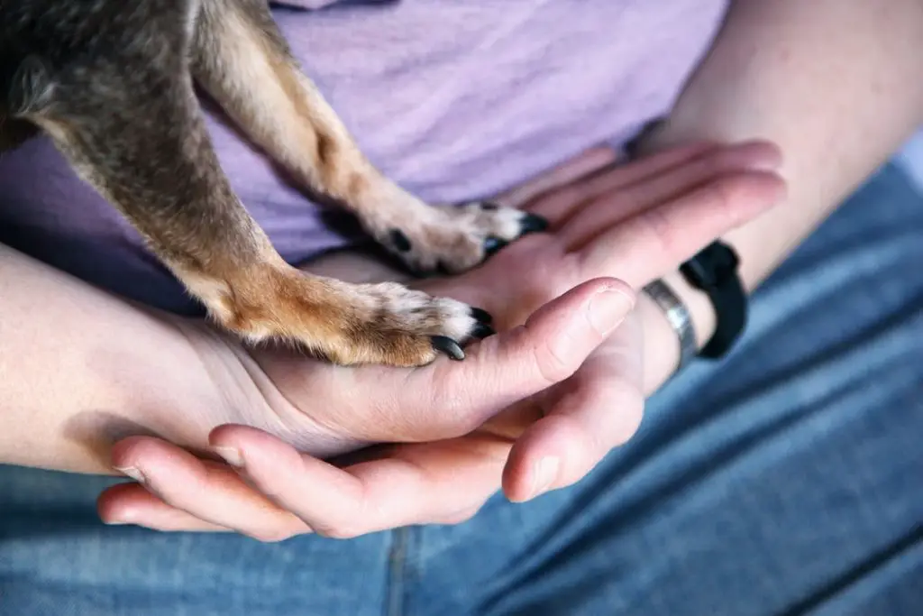 Dog standing on owners paws showing off nails