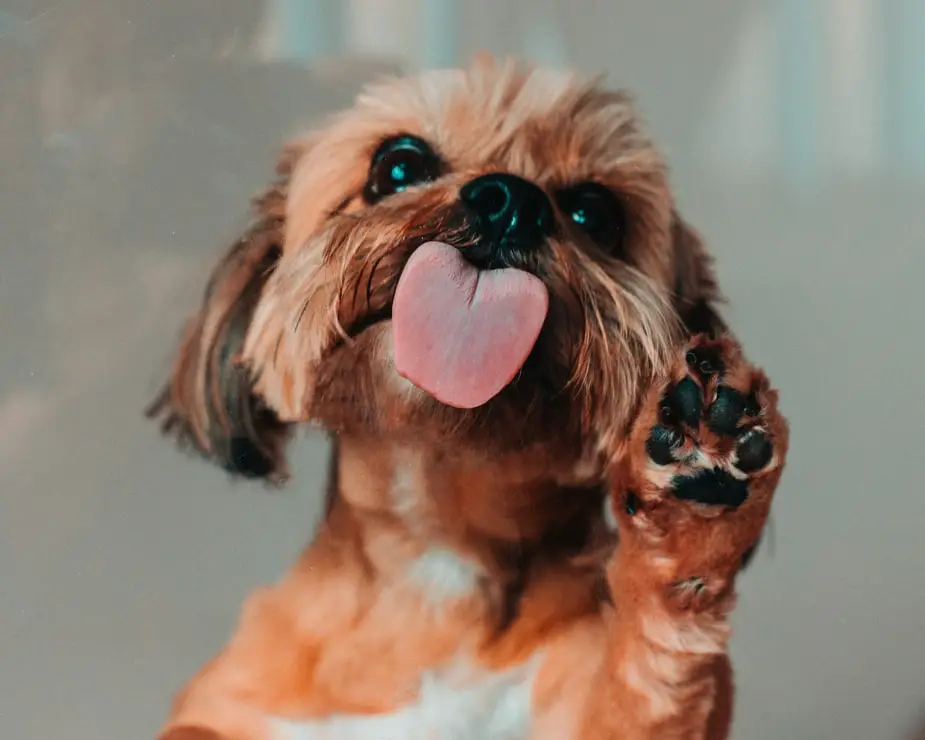 How to Grind Your Dog's Nails Small brown dog with paw up and tongue out