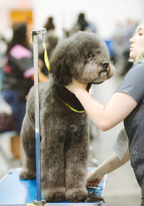 How to Grind Your Dog's Nails Poodle about to be groomed