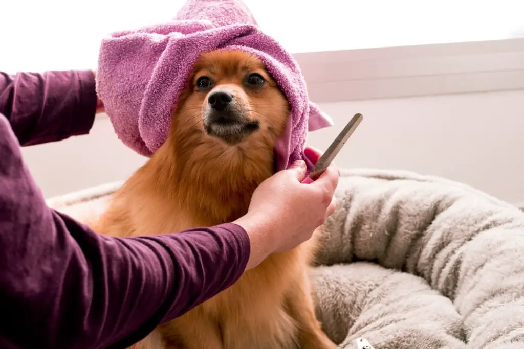 How to Grind Your Dog's Nails Pomeranian about to have nails filed