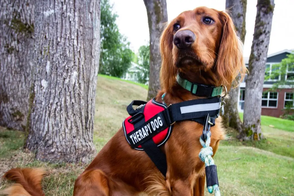 Irish setter with therapy dog harness