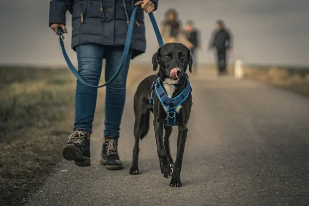 How to Measure a Dog for a Harness black lab with y harness