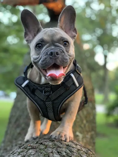 How to Measure a Dog for a Harness French bulldog with mesh style harness