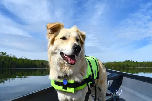 Golden dog with life preserver swim wearing harness