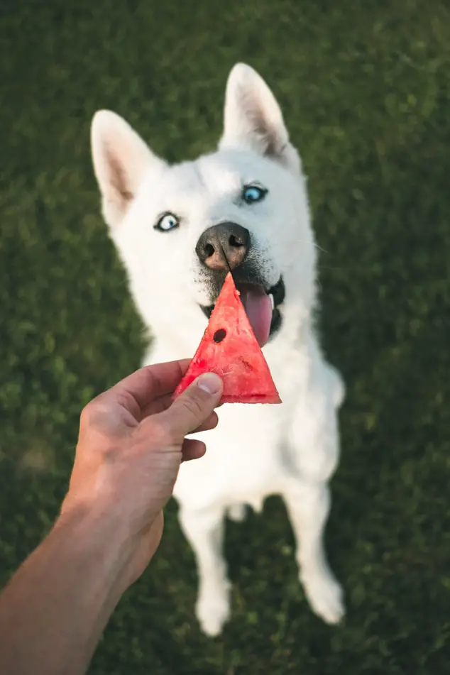 How To Take Care Of A Dog White Siberian Husky eating watermelon