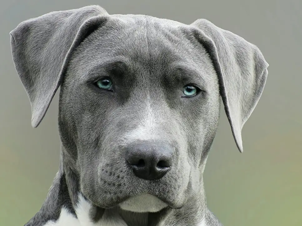 How To Take Care Of A Dog Grey dog with blue eyes