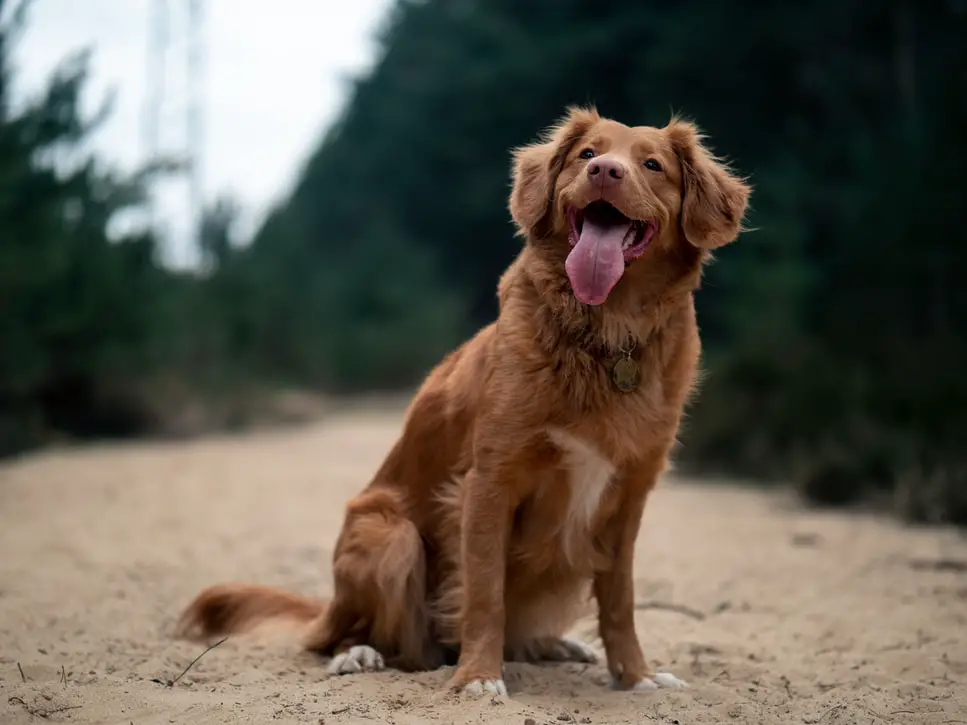 Cute brown dog sitting in sand