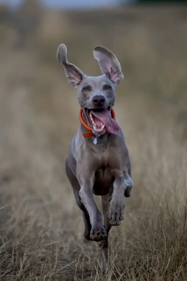 How To Take Care Of A Dog Running Weimaraner