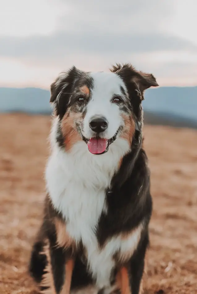 Australian Shepard