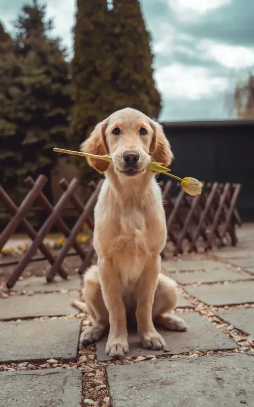 Golden Retriever with tulip flower in its mouth