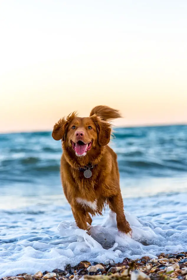 Cute brown dog running in surf of ocean