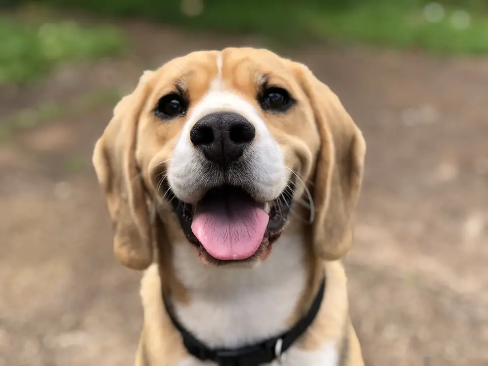 Beagle smiling at camera