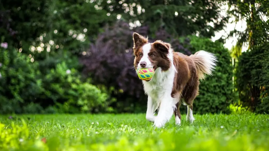 How To Take Care Of A Dog Herding dog running with ball in its mouth