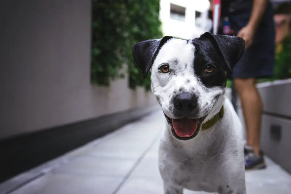 How To Take Care Of A Dog Black and white dog with freckles smiling at camera