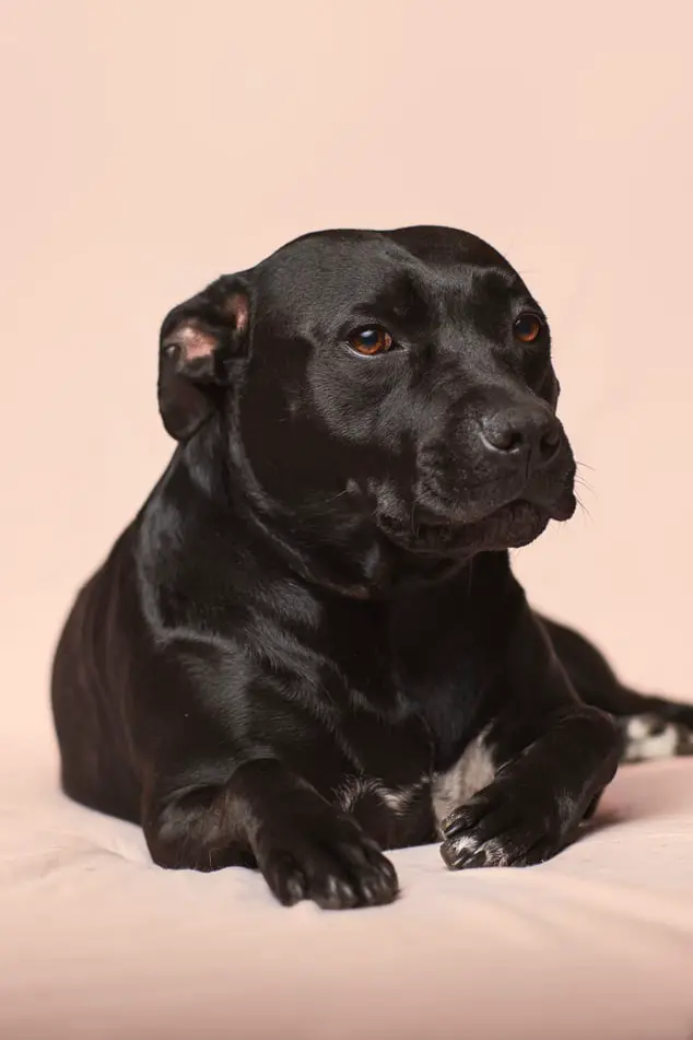 Black Lab