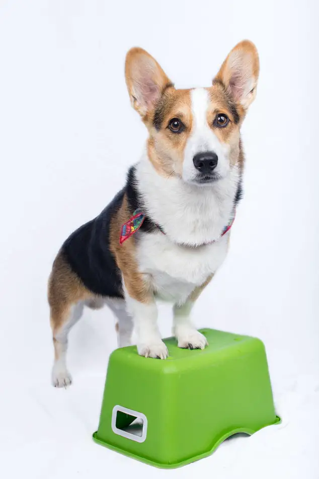 Corgi standing on inverted green tub