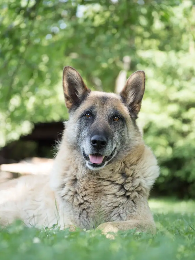 German Shepard