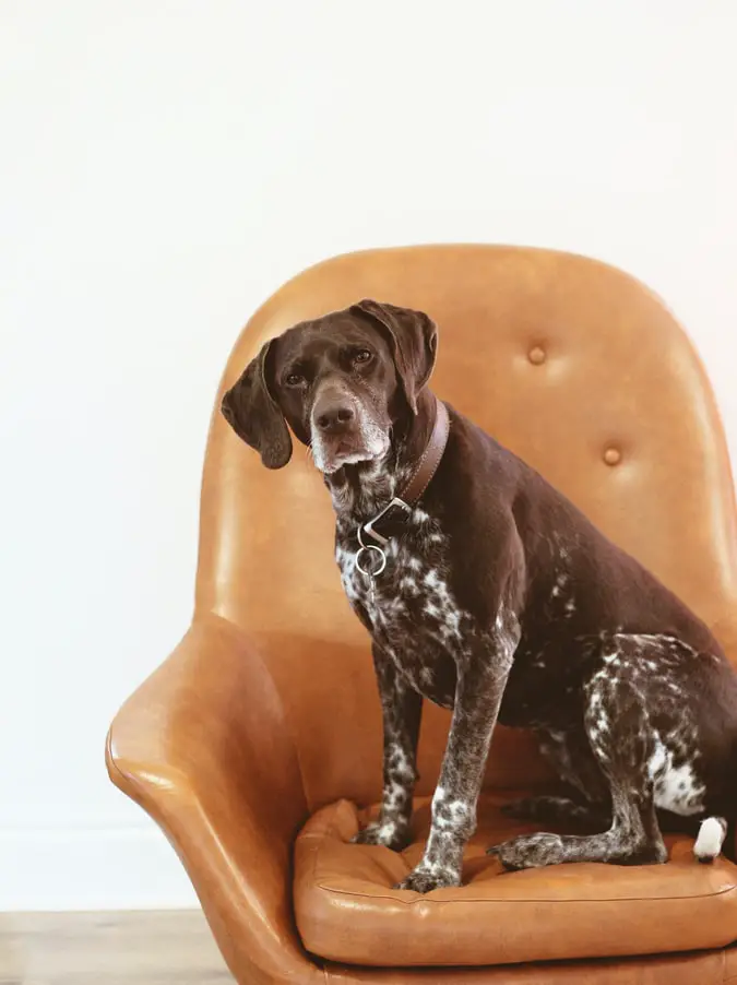 How To Take Care Of A Senior Dog dog sitting in chair
