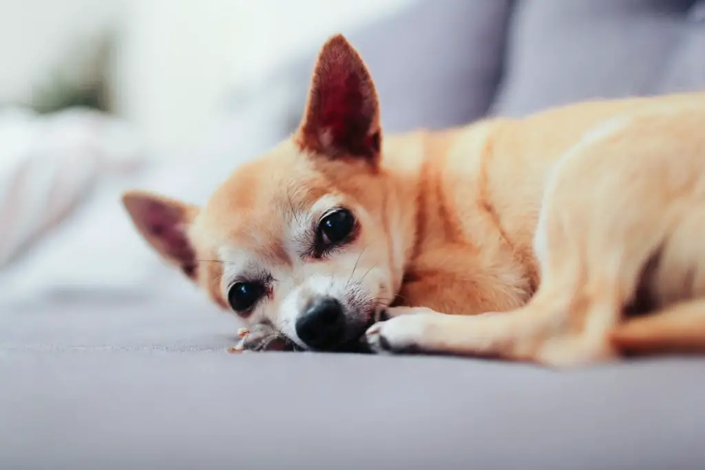 Sleepy Chihuahua