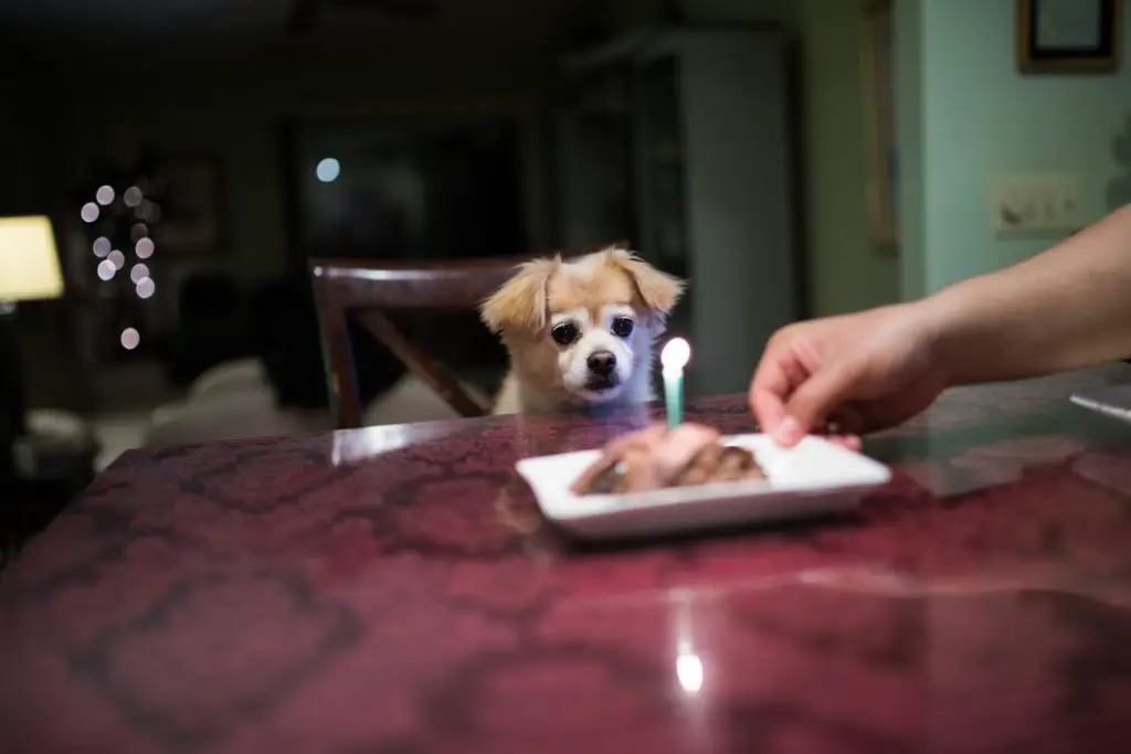 How To Take Care Of A Senior Dog Mixed breed dog sitting at table with birthday candle in meat