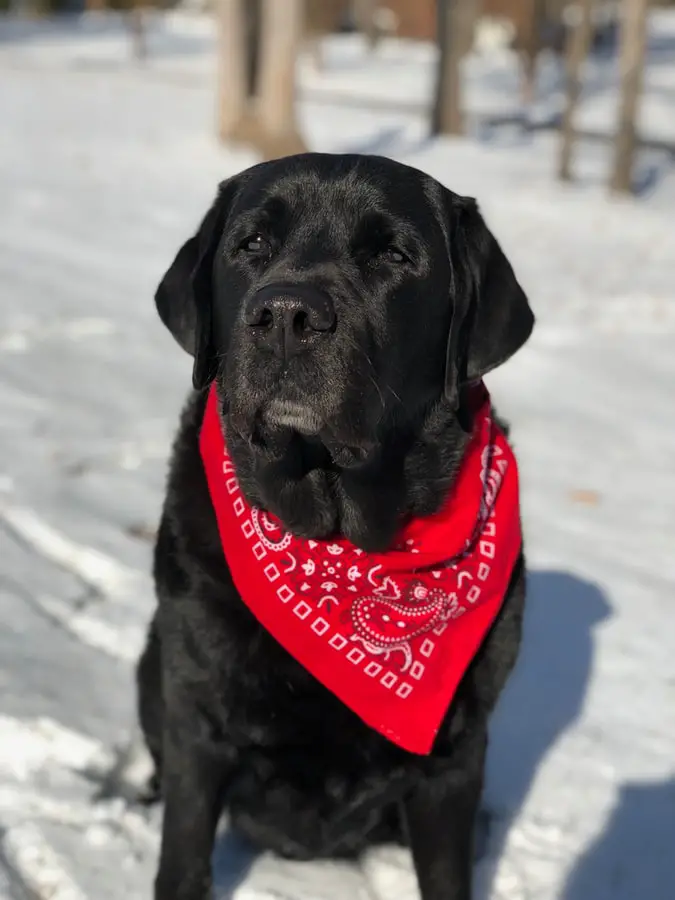 Black Labrador sitting in snow with red bandana