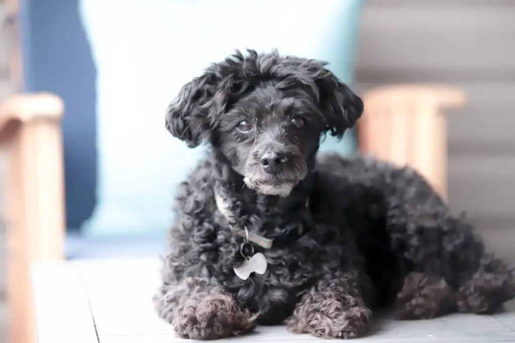 How To Take Care Of A Senior Dog black cockapoo