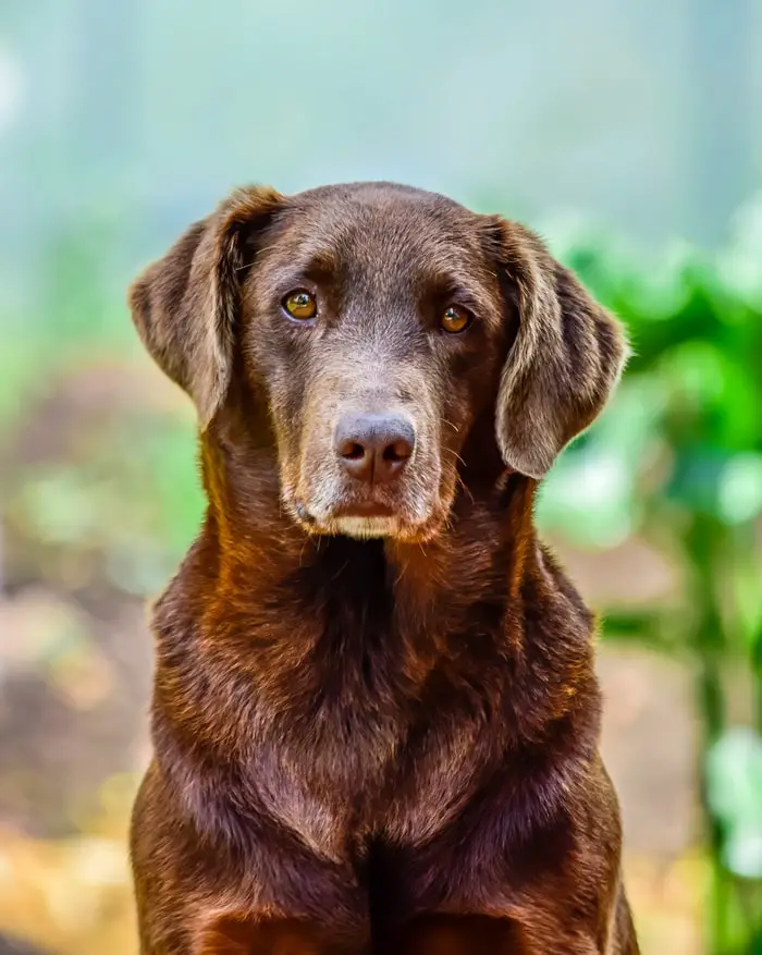 How To Take Care Of A Senior Dog Chocolate Labrador Retriever