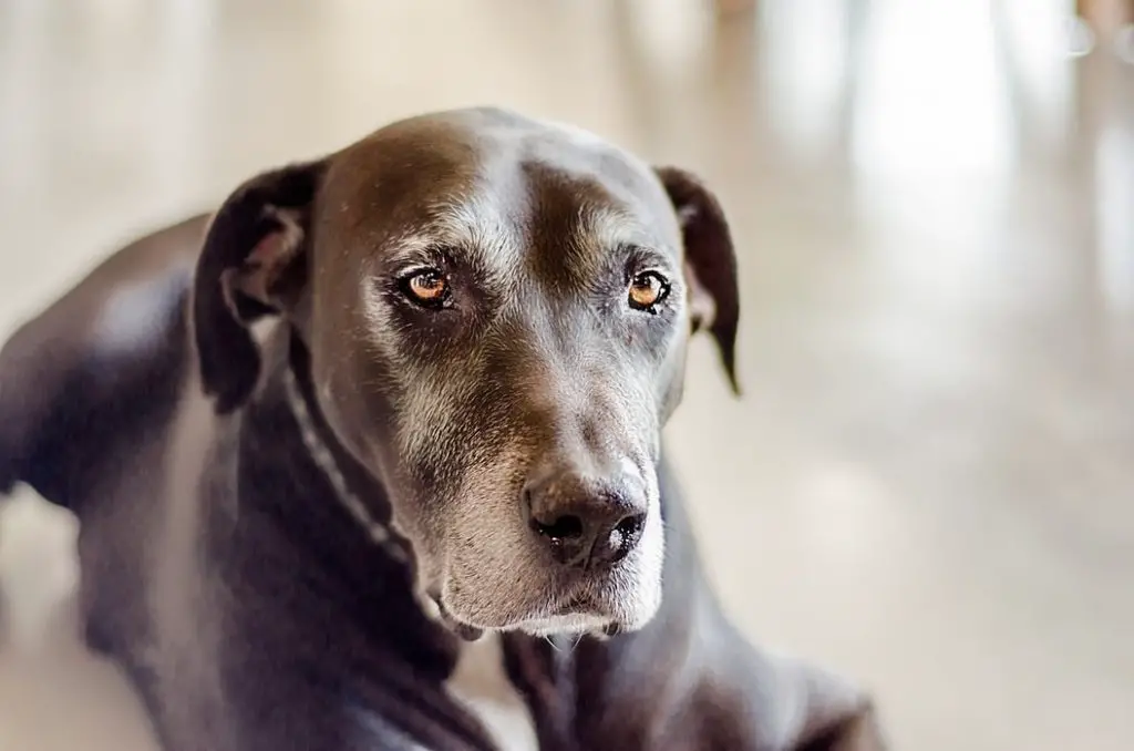 Chocolate Labrador Retriever