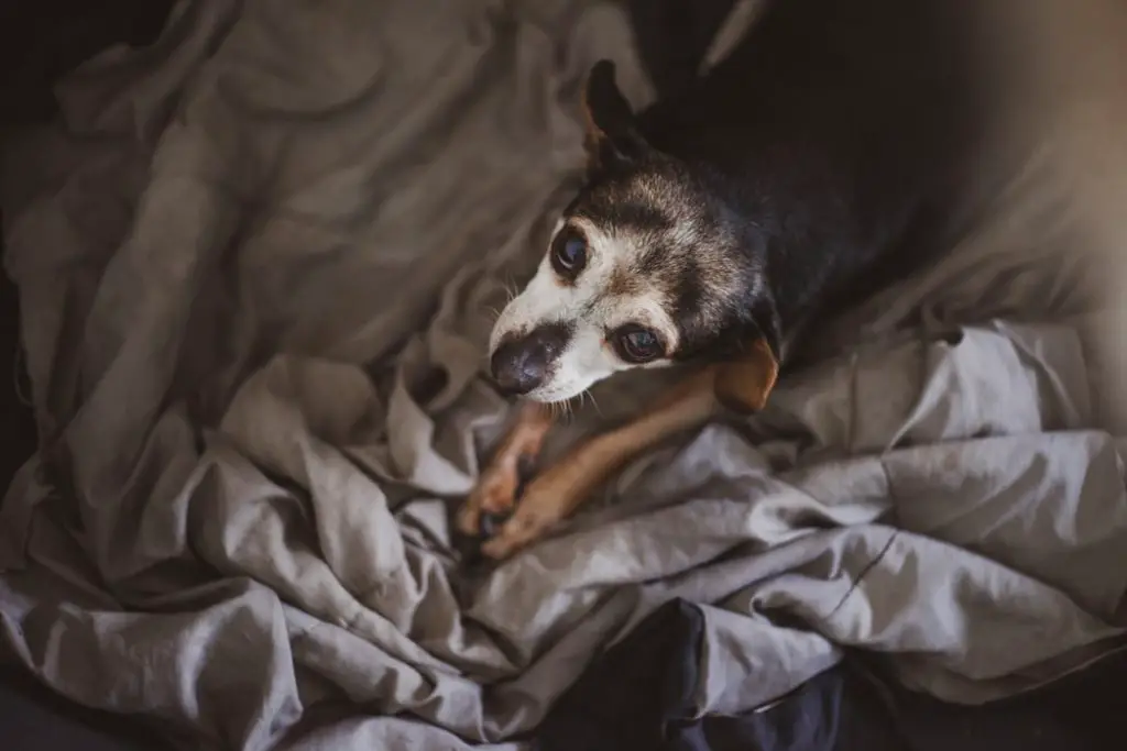 How To Take Care Of A Senior Dog black and brown Chihuahua on blanket