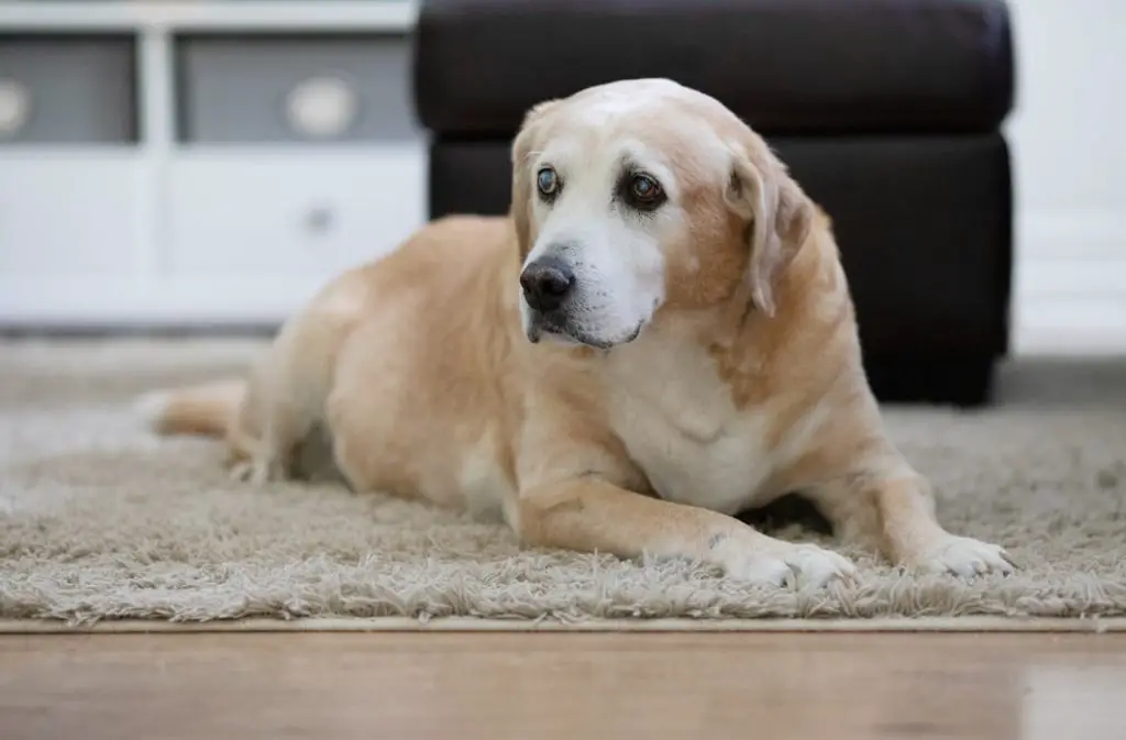 How To Take Care Of A Senior Dog Golden Retriever sitting on carpet